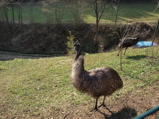EMU